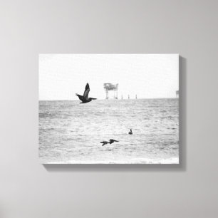 Black & White Brown Pelicans Over the Ocean 11x14 Canvas Print