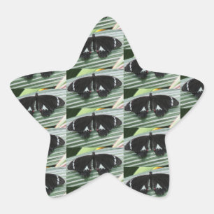 Black & White Butterfly Star Sticker