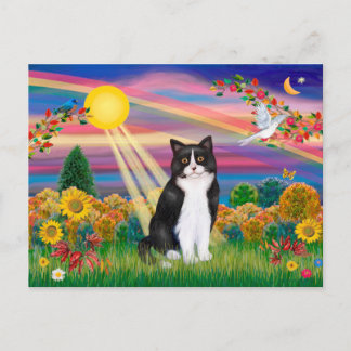Black & White Cat - Autumn Sun Postcard