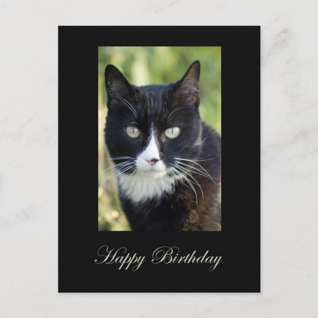 Black & White cat, Happy Birthday postcard. Postcard (Front)