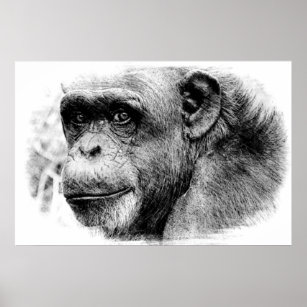 Black & White Chimpanzee Digital Sketch Artwork Poster