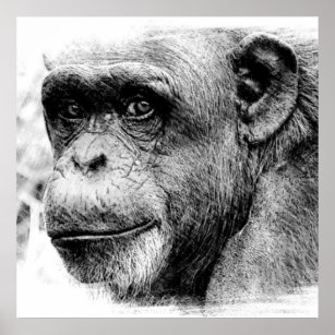 Black & White Chimpanzee Digital Sketch Artwork Poster