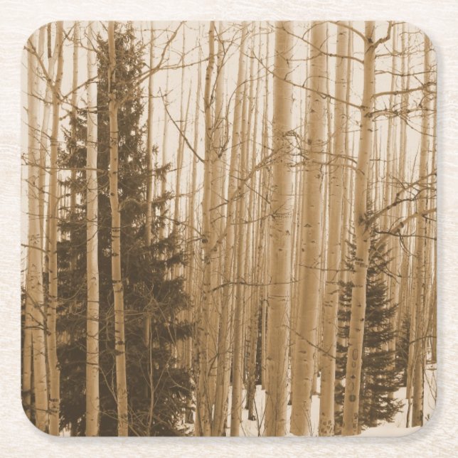 Black & White Colorado Aspen Forest Coaster (Front)