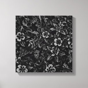 Black white columbine flower Colorado canvas wrap Print