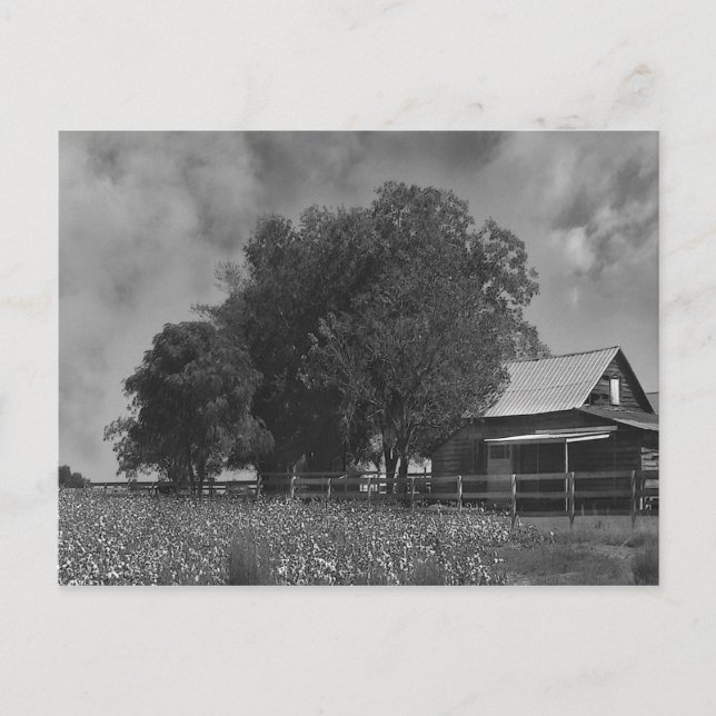 Black & White Cotton Field Postcard (Front)