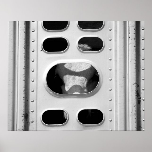 Black & White Cow in a Cattle Truck 16x20 Poster (Front)
