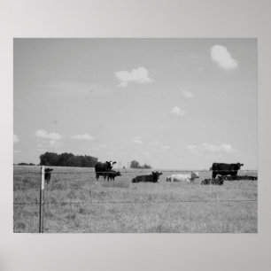 Black & White Cows With Their Calves 16x20 Poster