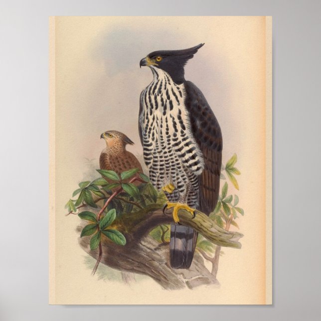 Black White Crested Eagle Bird Vintage Art Print (Front)