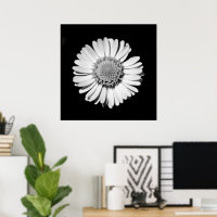 Black White Daisy Floral Art Botanical Photography