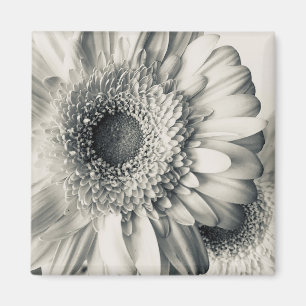 Black white daisy flower photo magnet