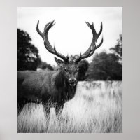 Black White Deer Cabin Decor Forest Woodland