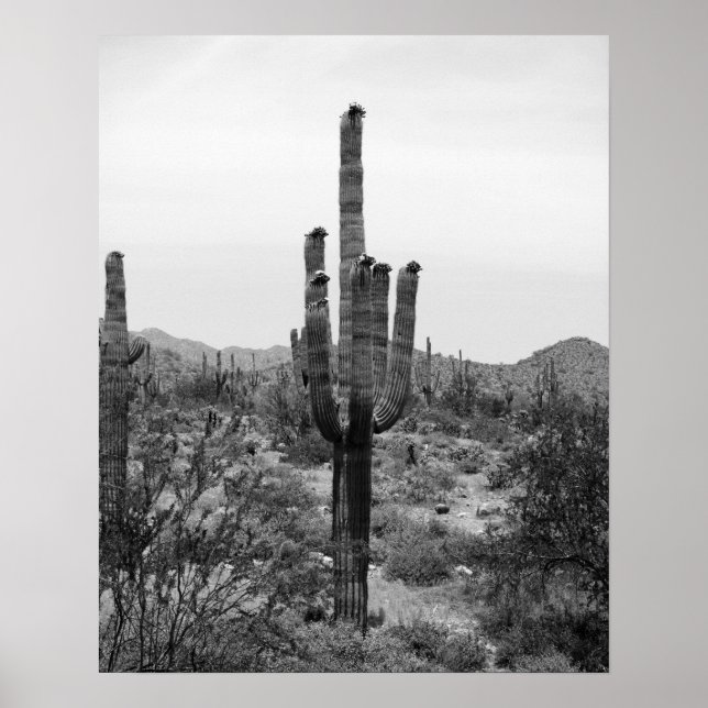 Black & White Desert Cactus 16x20 Poster Imprimer (Devant)