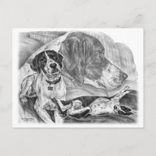 Black & White English Pointer Dogs Postcard