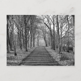 Black/White Forest Postcard