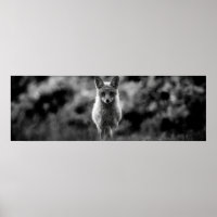 Black & White Fox