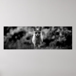 Black & White Fox Poster