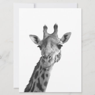 Black & White Giraffe
