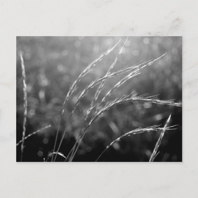 Black & White Grass Postcard (Front)