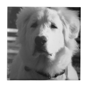 Black & White Great Pyrenees Tile