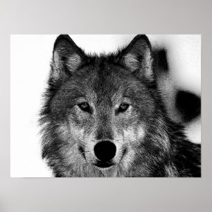 Black & White Grey Wolf Artwork Poster
