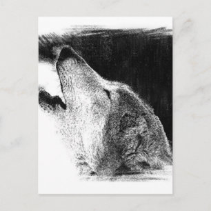 Black & White Grey Wolf Sketch Artwork Postcard