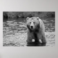 Black White Grizzly Bear Modern Woodland Art