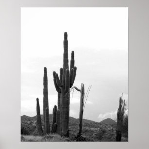 Black & White Group of Saguaro Cactus on Hill 16x2 Poster