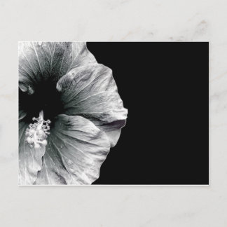 Black & White Hibiscus Flower Photography Postcard