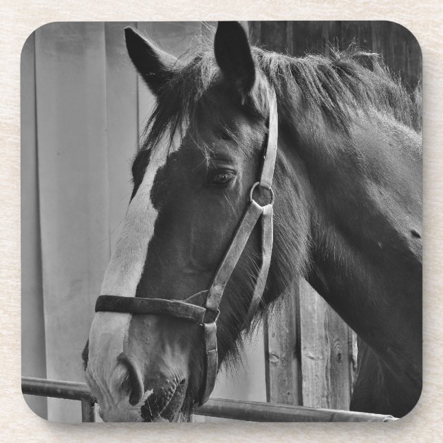 Black White Horse - Animal Photography Art Coaster (Front)