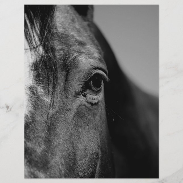 Black White Horse Eye Artwork (Front)