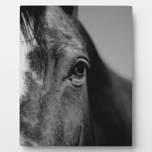 Black White Horse Eye Artwork Plaque