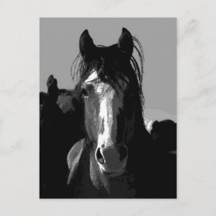 Black & White Horse Portrait Postcard