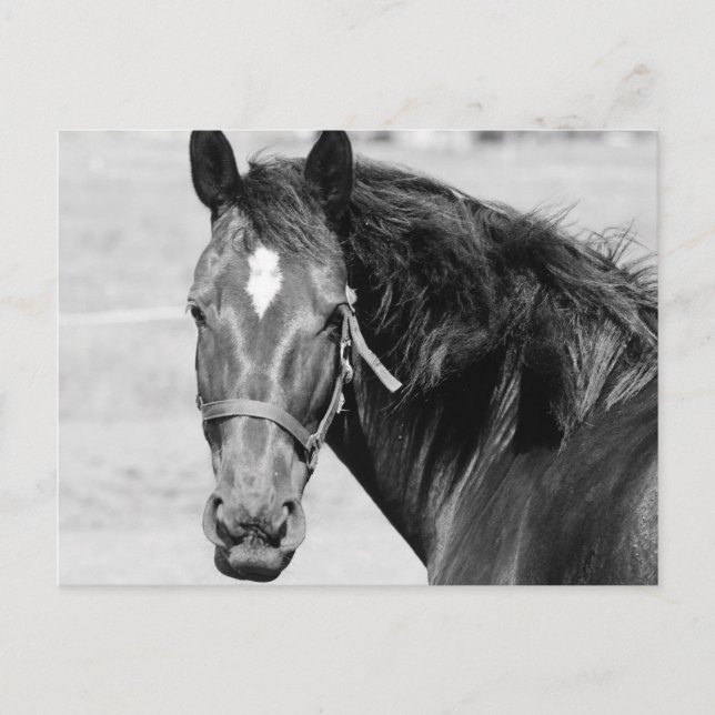 Black White Horse Postcard (Front)