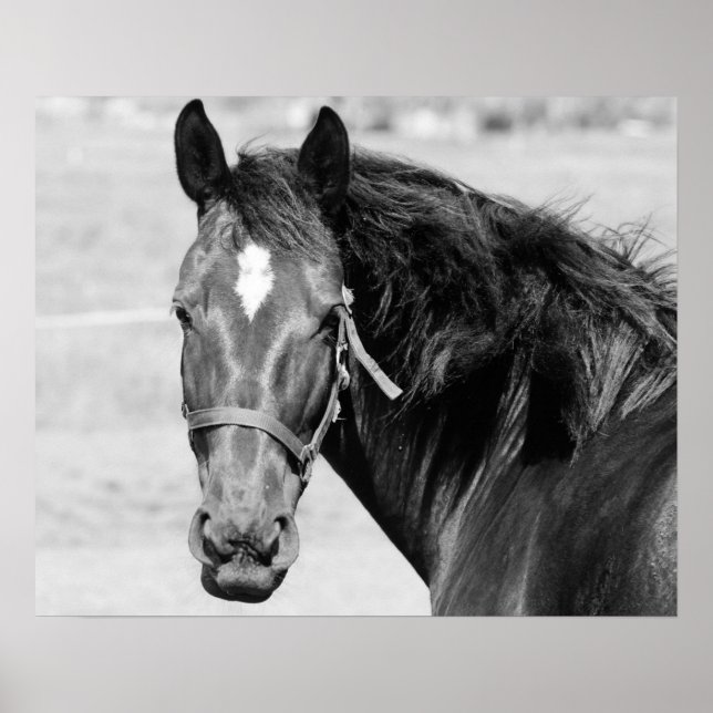 Black White Horse Poster (Front)