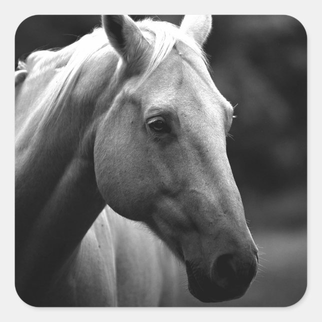 Black White Horse Square Sticker (Front)