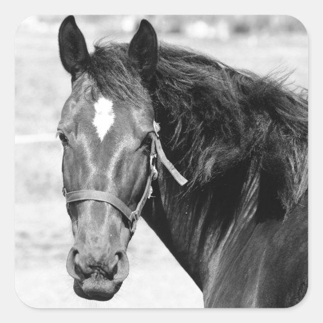 Black White Horse Square Sticker (Front)