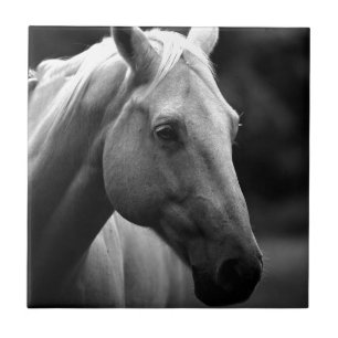 Black White Horse Tile