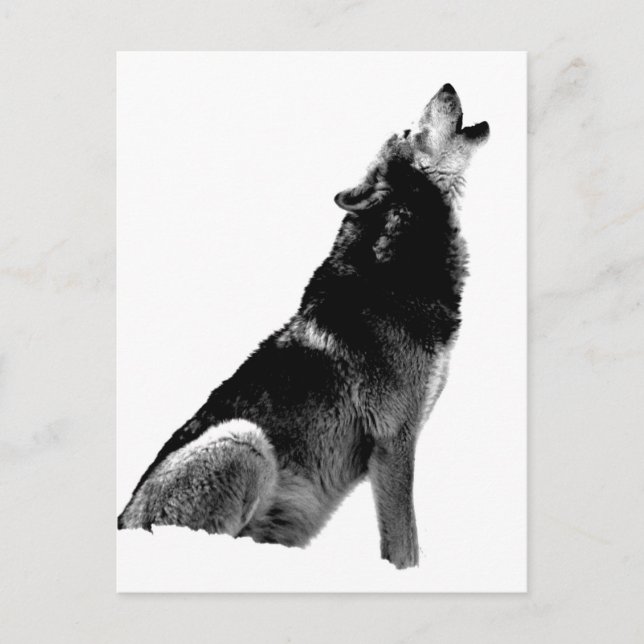 Black White Howling Wolf Postcard (Front)