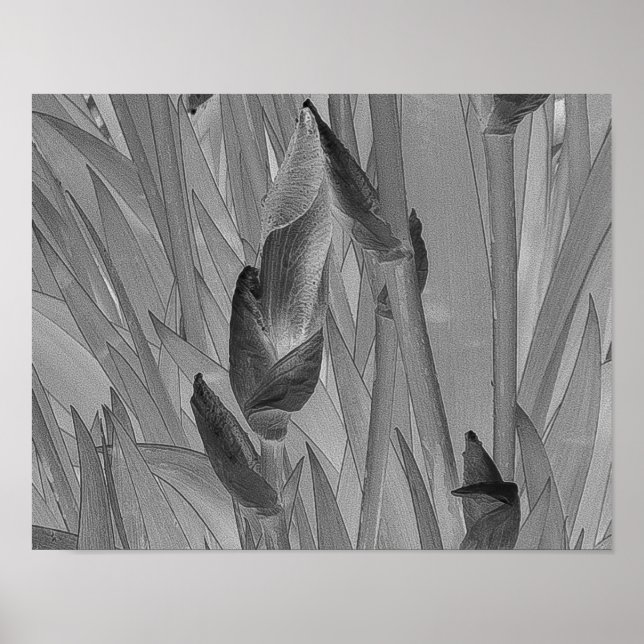 Black White Iris Flowers Original Art Poster (Front)