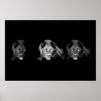 Black & White Jaguar Poster - Wild Cats