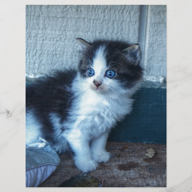 Black + White Kitten (Front)