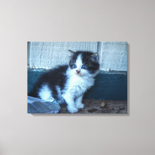 Black + White Kitten Canvas Print