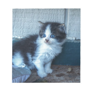 Black + White Kitten Notepad