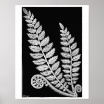 Black & White Lace Fern Vintage Poster Art Print