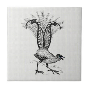 Black & White Line Drawing Lyre Bird Tile