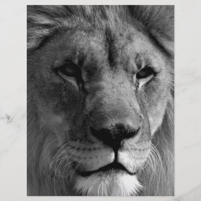 Black & White Lion (Front)