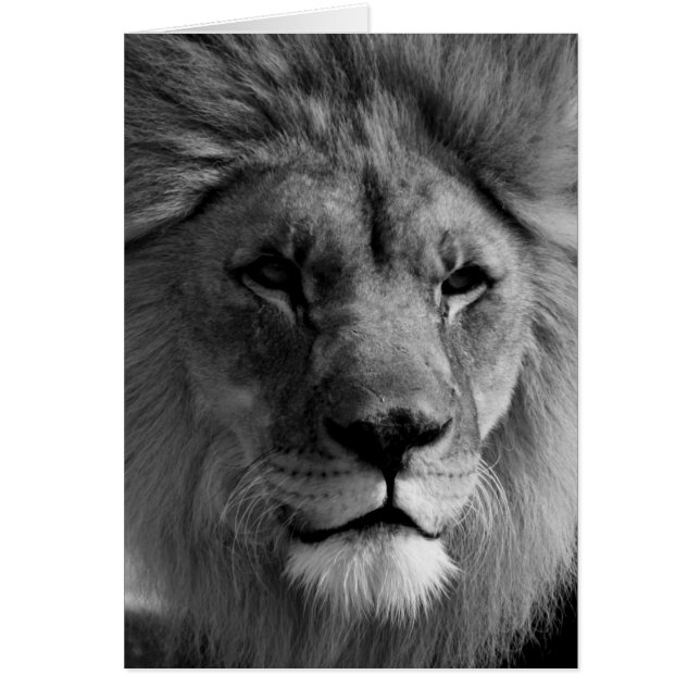 Black & White Lion (Front)