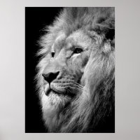 Black & White Lion / Animal Photography Art