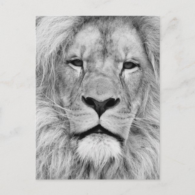Black White Lion Postcard (Front)