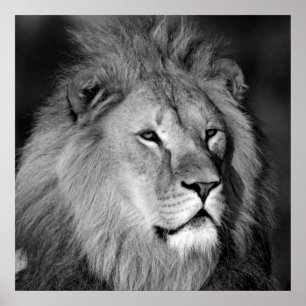 Black & White Lion Poster